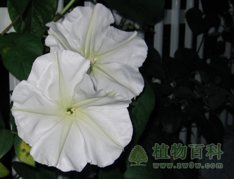 夜晚开放的月光花