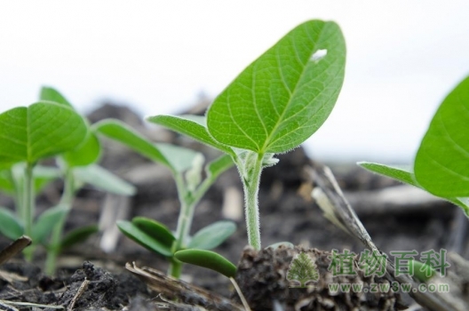 黄豆小苗