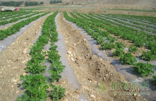 地里种植的花生