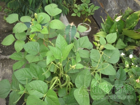后院栽种的绿豆