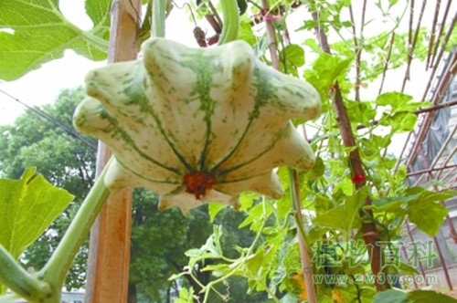 形状似飞碟的飞碟瓜