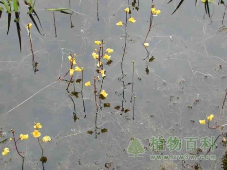 水里的南方狸藻