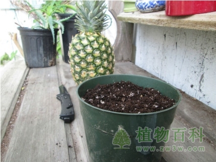 盆子放入了土，不要太满。