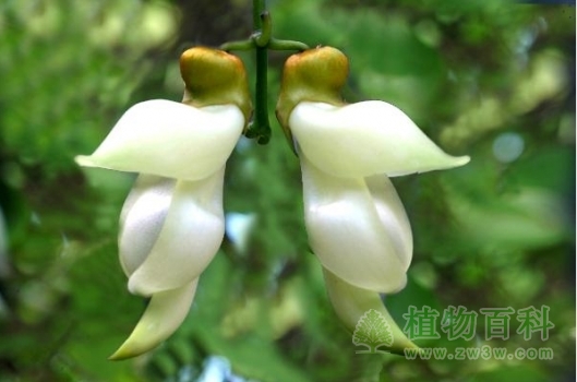 两朵相对的禾雀花