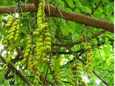  一串串挂在树上的豆荚