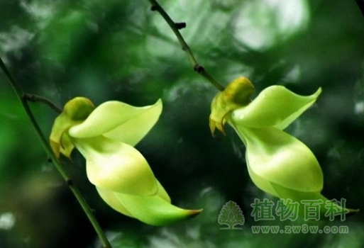 禾雀花在荡秋千呢