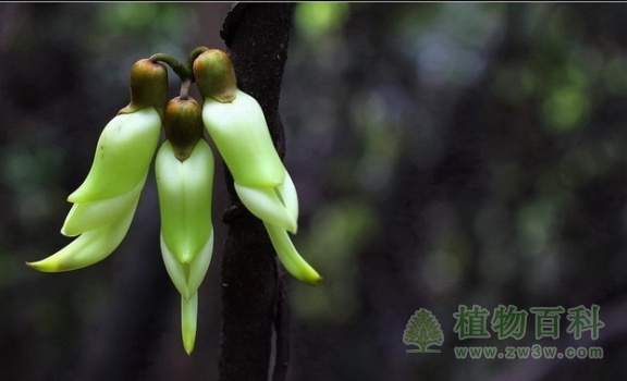 三只小雀在这里密谋什么呢