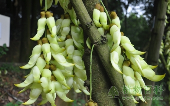树干上的禾雀花