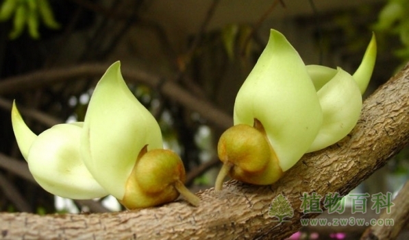 像似两只禾雀在啄木