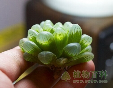 bet365365体育
病虫害防治