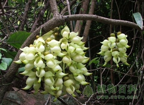 天真无邪的小雀们