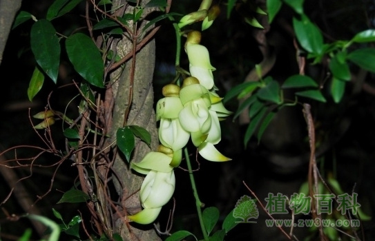 夜里拍摄的禾雀花更俏皮