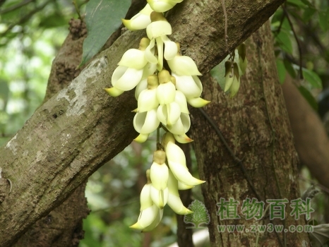 非常可爱地挂在树上