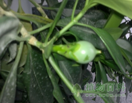 非洲茉莉结的果实