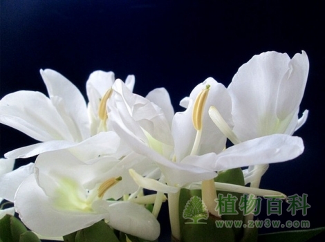 姜花的寿命只有一天