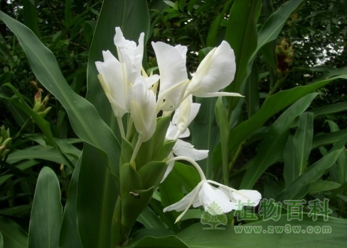 如何才能不爱你