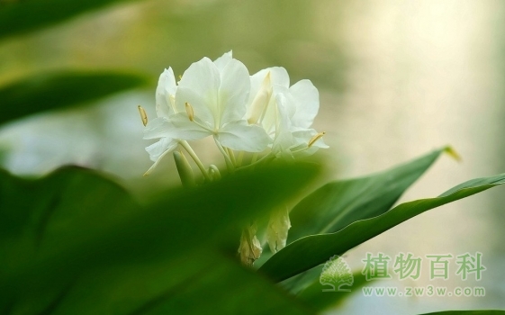 湖边的姜花美美的