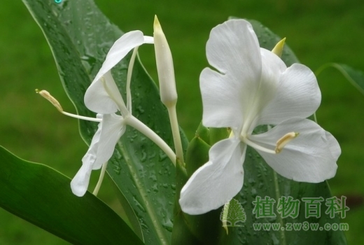 盛夏喧闹中开放的姜花