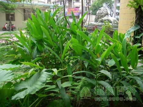 院子种上姜花了