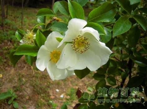 清新的金樱子花