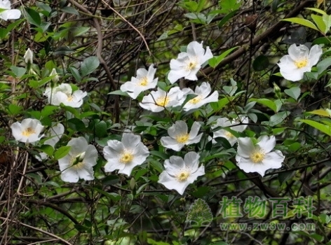 仿佛闻到金樱子花的清香