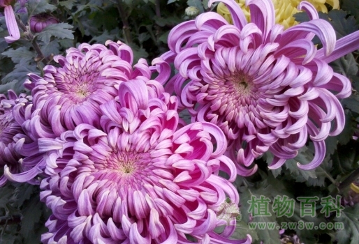 紫色的菊花