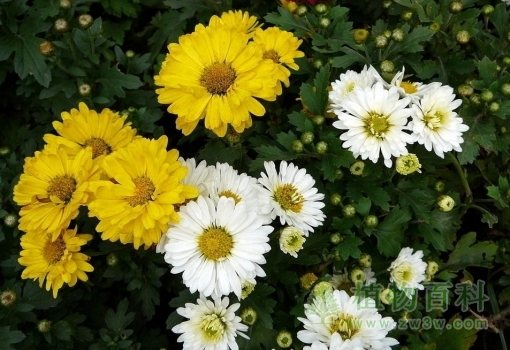 在心中修篱种菊