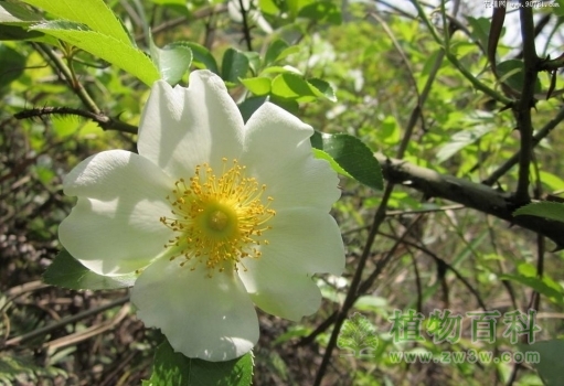 山里的金樱子花