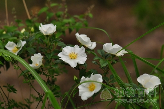 金樱子学名：Rosa laevigata Michx. 