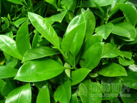 绿得发亮的叶子