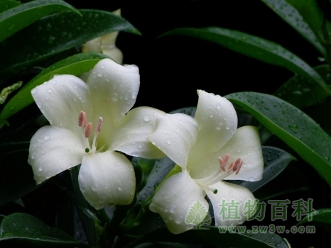 非洲茉莉又叫灰莉