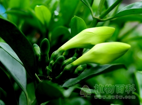 非洲茉莉的花蕾