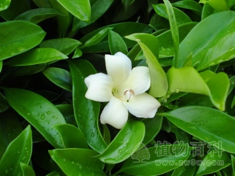 非洲茉莉开花了