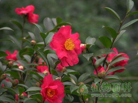 茶梅花型兼具茶花和梅花的特点