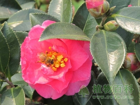 蜜蜂忙着菜花蜜