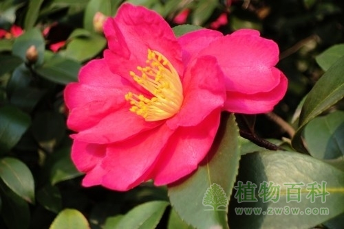 红艳艳的花瓣金灿灿的花蕊