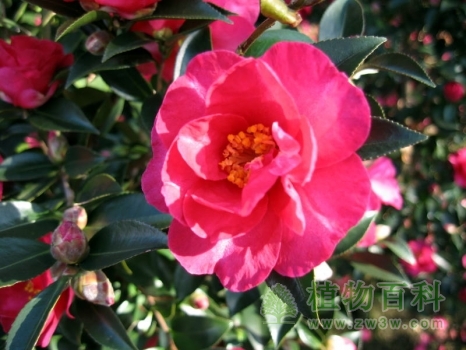 赏花、观叶俱佳