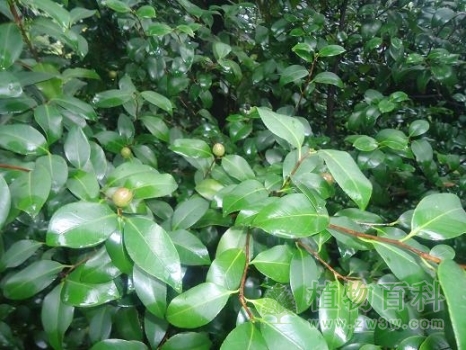 茶梅花后结的果实