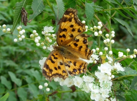 蝴蝶也被吸引来了