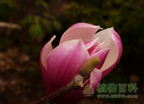 绽放中的紫玉兰