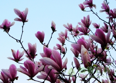 把天空点缀得好美