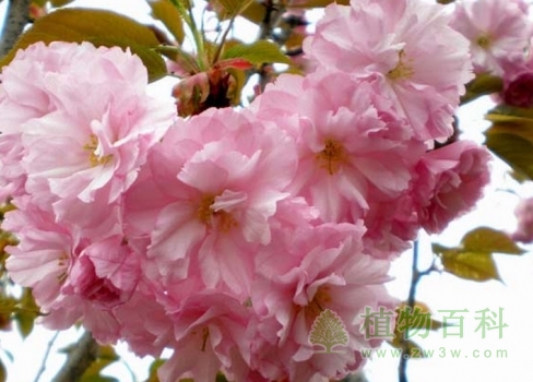 怒放的日本晚樱