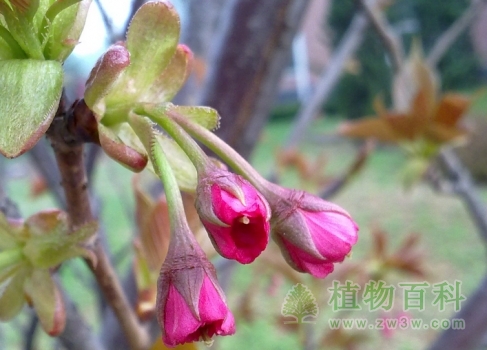 日本晚樱的花苞