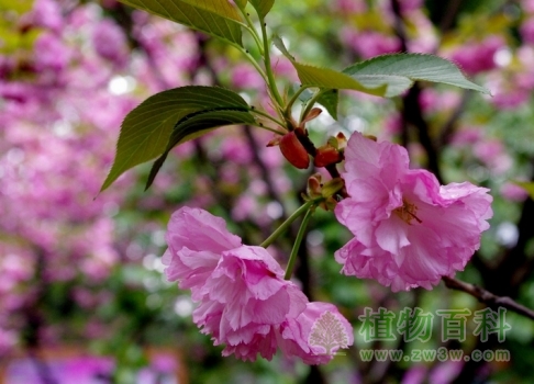 日本晚樱花语：转瞬即逝的爱 