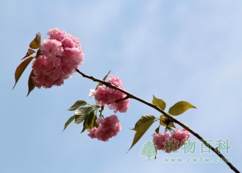 蓝天下的花儿特别好看