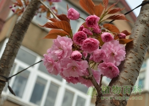 校园里的日本晚樱开花了