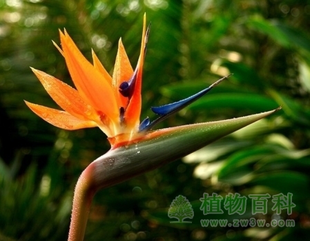 鹤鸟枝头绽，望穿秋水思