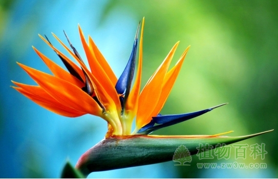 端庄大方，艳丽而又妩媚