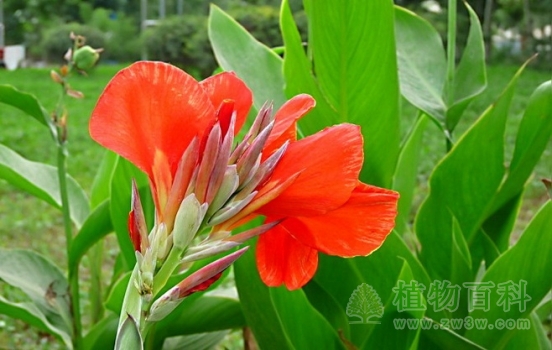 公园里常能看到美人蕉