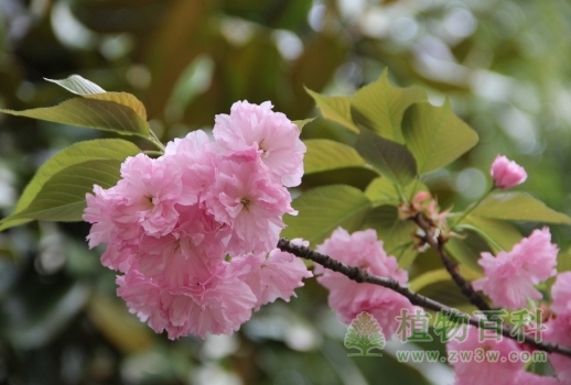 有梅之幽香又有桃之艳丽